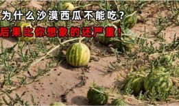 吃瓜人的后果,揭秘网络舆论的蝴蝶效应