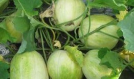 田瓜适合小孩吃吗怎么吃,儿童食用指南与美味食用方法