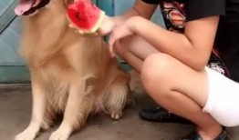 外国吃瓜的狗,趣味横生的跨文化现象解析